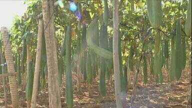 Conheça de onde vem a fibra da bucha vegetal que você toma banho - A espécie de bucha produzida Pirenópolis (GO) é de origem africana. As plantas são irrigadas todos os dias e não gostam de ser tocadas durante a fase de crescimento porque podem apodrecer.