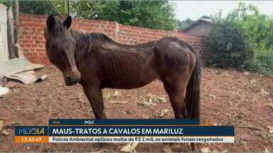 Polícia flagra maus tratos a cavalos, em Mariluz - Polícia Ambiental aplicou multa de R$ 2 mil; os animais foram resgatados.