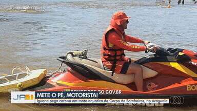 Iguana é flagrada 'pegando carona' em moto aquática do Corpo de Bombeiros - Caso aconteceu em Aragarças.