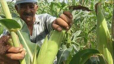 Agricultores no Ceará colhem milho verde - Cultivo é ingrediente de muitas comidas típicas da festa de São João.