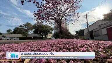 Florada dos ipês colore o cenário de Sorocaba - A beleza da florada dos ipês está trazendo mais cores para a região de Sorocaba (SP). O fenômeno, visto com curiosidade pelos moradores, floresce exatamente quando todas as outras plantas repousam para se proteger do inverno.