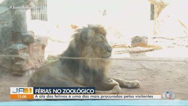 Zoológico de Goiânia é uma das opções procuradas para curtir as férias na capital - A ala dos felinos é uma das mais procuradas pelos visitantes.