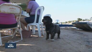 Temporada do Araguaia reúne turistas e pets para aproveitar e descansar - Quadro 'É o Bicho' mostra os animais na beira do Rio Araguaia.