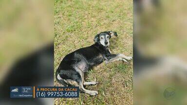 Família procura cachorra Cacau, desaparecida há uma semana em Monte Alto, SP - Quem tiver informações pode entrar em contato pelo número (16) 99753-6088.