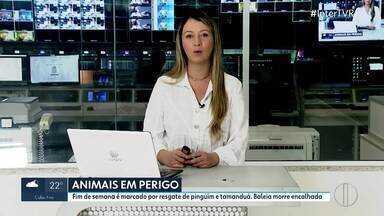 RJ2: veja na íntegra a edição deste sábado, 13 de julho de 2024. - Telejornal apresenta as principais notícias do Estado do Rio.