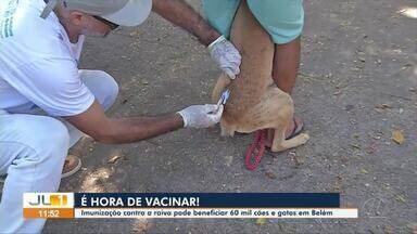 Mais de 60 pontos são instalados em Belém para campanha antirrábica neste sábado, 29 - Mais de 60 pontos são instalados em Belém para campanha antirrábica neste sábado, 29.