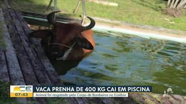 Vaca cai em piscina e é resgatada pelos bombeiros - Confira mais notícias em g1.globo.com/ce