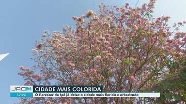 Florescer dos Ipês já deixa a cidade mais florida e arborizada - Florescer dos Ipês já deixa a cidade mais florida e arborizada