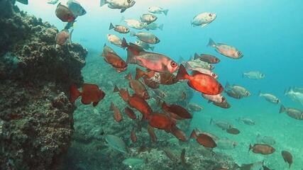 Arquipélago das Três Ilhas, no ES guarda uma das maiores biodiversidades marinhas do país