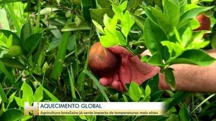 Aquecimento global tem impacto sobre agricultura brasileira