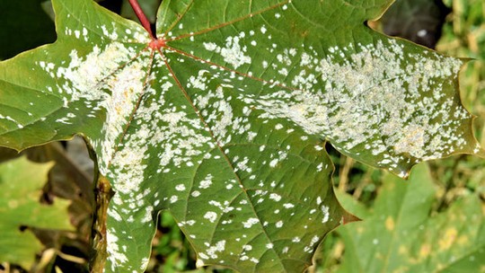 O que podem ser pontos e manchas brancas nas plantas? Descubra