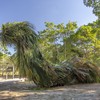 Casal usa folhas de palmeiras para criar esculturas fantásticas. Veja!