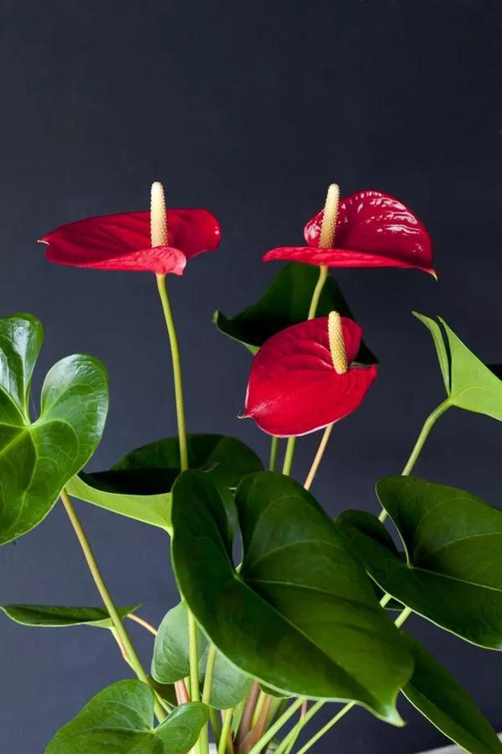 9 plantas de sombra para você cultivar dentro de casa (Foto: Divulgação) — Foto: Casa Vogue