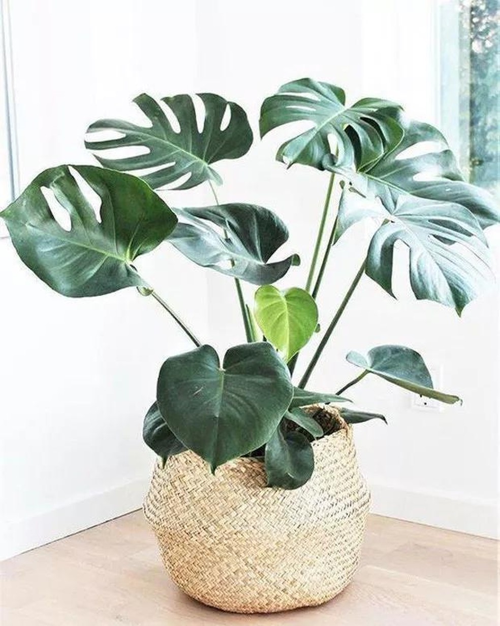 9 plantas de sombra para você cultivar dentro de casa (Foto: Divulgação / Reprodução / Getty Images) — Foto: Casa Vogue