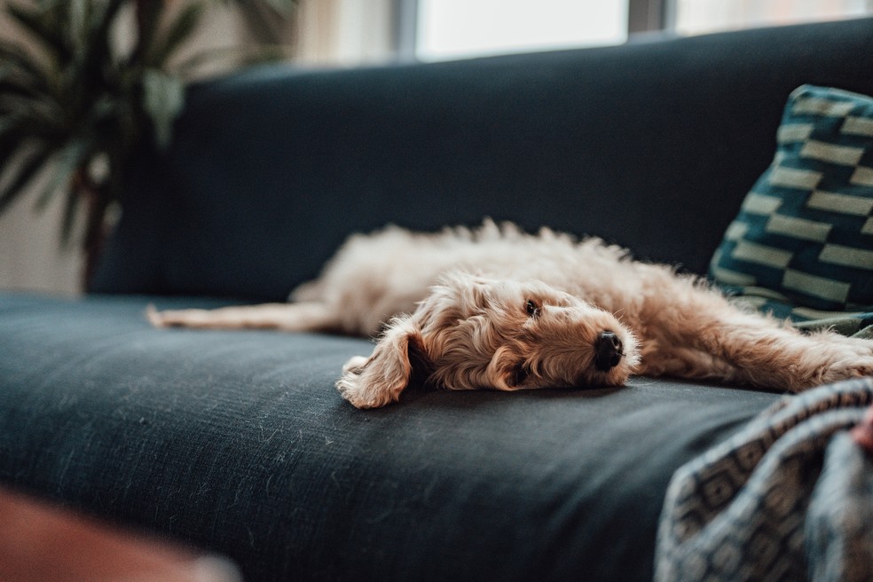 Os animais adoram ficar esparramados no sofá, mas o tecido do móvel deve ser resistente — Foto: Getty Images