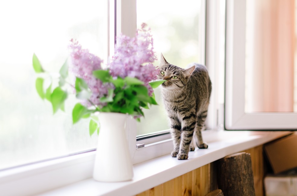 Curiosos, os gatos acabam tendo contato com as plantas — Foto: Getty Images