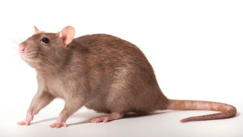 BBC News fonte — Foto: Os ratos têm o sentido do olfato incrivelmente preciso