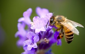 Quem é você no ecossistema de inovação: abelha, lagarto ou javaporco?