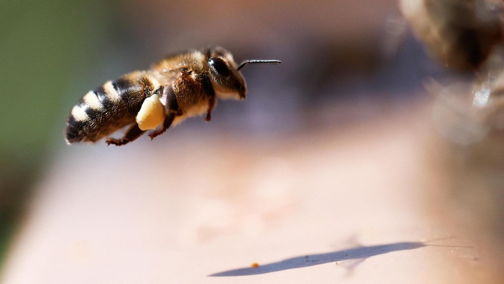 BBC News fonte — Foto: As abelhas são extremamente sensíveis a odores em baixa concentração