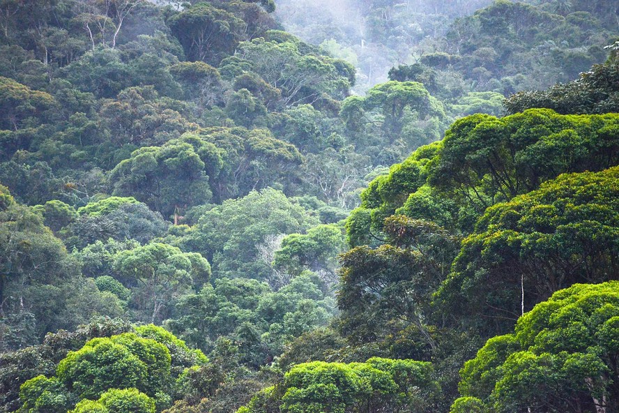 Mata Atlântica na Serra do Caparaó, na divisa entre Minas Gerais e Espírito Santo