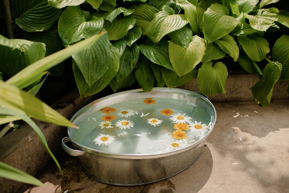 Rituais com camomila para atrair dinheiro e abundância — Foto: Getty Images