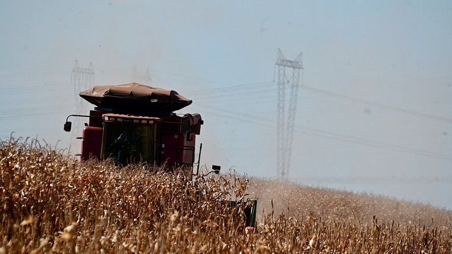 Segundo a AgRural, essa é a colheita de milho mais rápida desde 2013