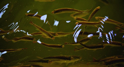 
Ameaçado de extinção, peixe pintado estreia em programa de reprodução