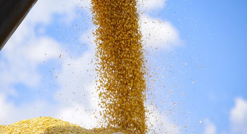 Conab aumenta previsão de colheita de milho e arroz para a safra 2023/24