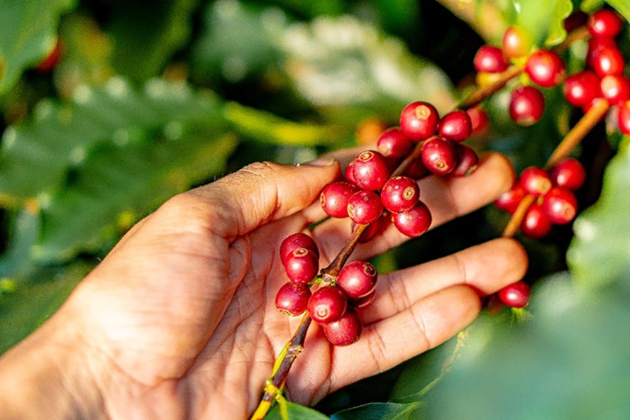 Condições de clima seco em todas as regiões cafeeiras brasileiras continuam favorecendo o andamento da colheita, diz consultoria