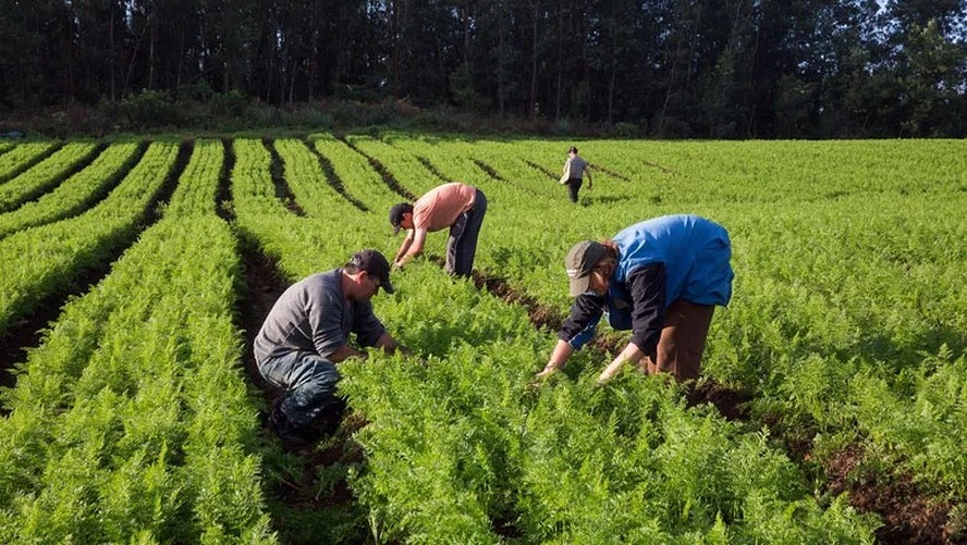 MDA quer redução de juros e incentivos à mecanização das pequenas propriedades e à produção de alimentos básicos