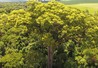 Dia da Árvore: 3 espécies famosas em parques de São Paulo