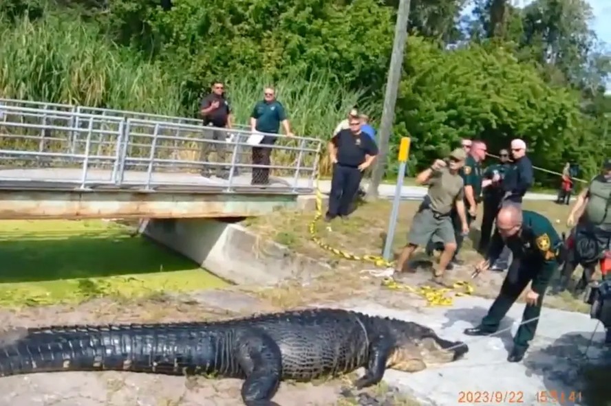 Vídeo mostra captura de crocodilo gigante de 4 metros após matar e carregar na boca mulher sem-teto nos EUA