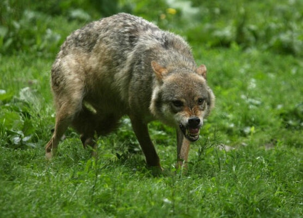 Mulher é atacada por lobos e fica gravemente ferida em zoológico na França — Foto: AFP