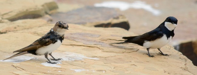 A andorinha-de-coleira é criticamente ameaçada de extinção no estado de Minas Gerais — Foto: Afonso Santos 