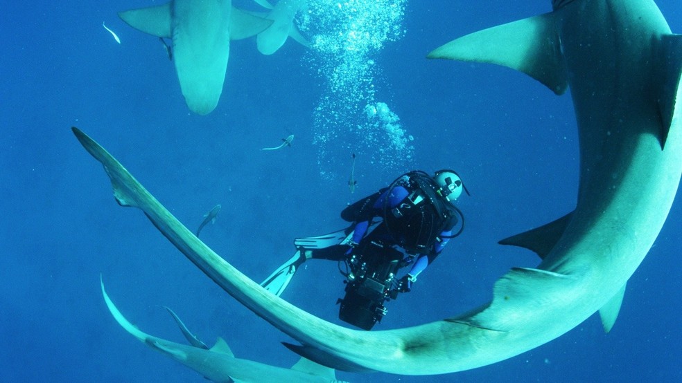 O documentário Extinção dos Tubarões obteve um ótimo desempenho pela crítica especializada — Foto: Reprodução/IMDb