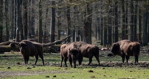 Manada de 170 bisões pode ajudar a armazenar carbono equivalente ao uso de 43 mil carros, diz pesquisa