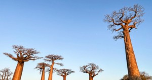 Análise de DNA mostra que baobás surgiram há 21 milhões de anos