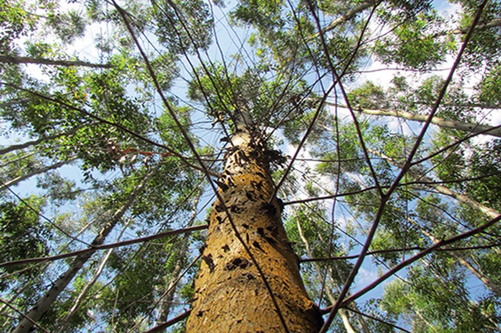 Plantio de eucalipto no Brasil tem alta produtividade — Foto: Divulgação