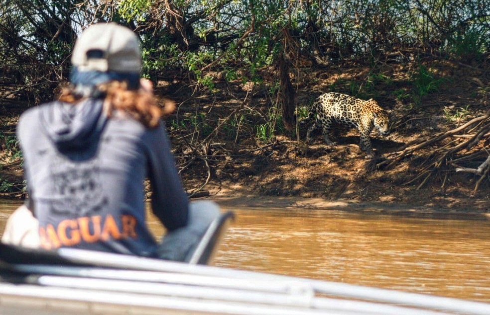 Helena Lima, vice-presidente do Jaguar Identification Project: “Quem avista primeiro uma onça ainda não registrada tem direito de escolher seu nome” — Foto: Divulgação