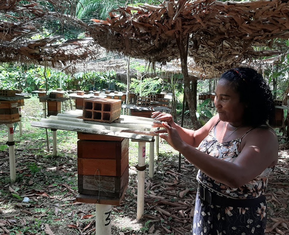 Colmeias no entorno de Belém: iniciativa para constituir um cinturão verde de meliponicultura no território — Foto: Divulgação