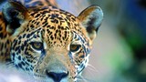 Onça-pintada é foco do primeiro crédito de biodiversidade do Pantanal