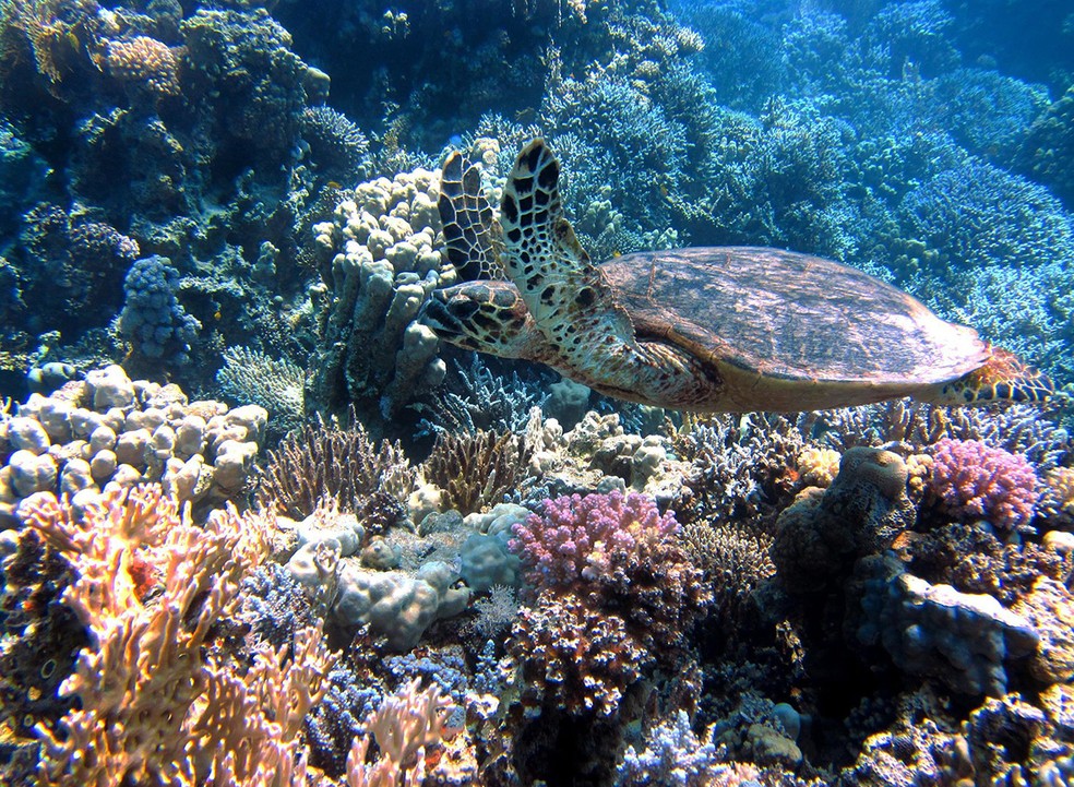 Corais em perigo: aumento da temperatura dos oceanos afetou pelo menos 70% dos recifes no mundo todo — Foto: Pixabay