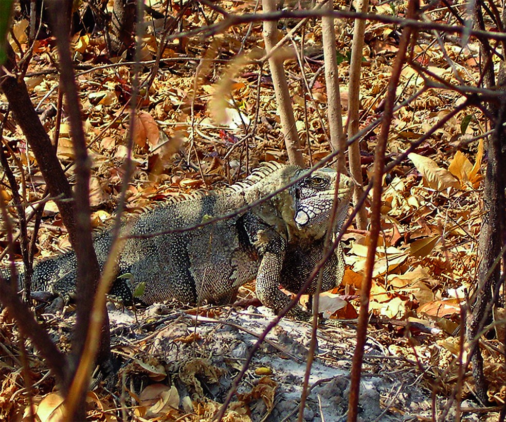 Iguana na Caatinga:425 espécies ameaçadas no bioma menos conhecido do Brasil — Foto: Erika Polverari/Funbio/Divulgação