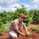 Como pequenos produtores sobrevivem à pandemia 