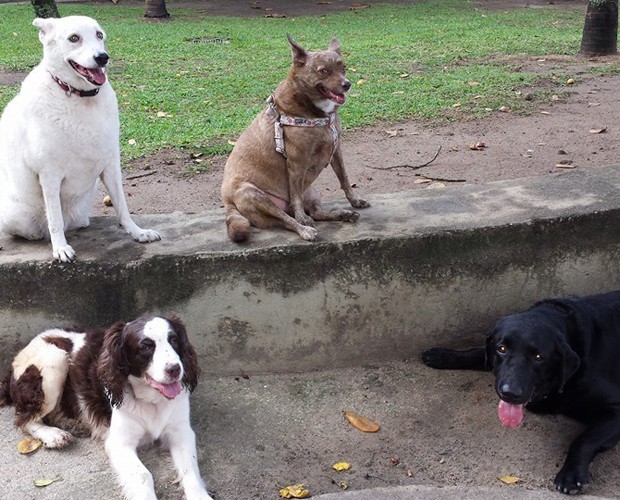 Alguns dos cachorros adotados por Monica (Foto: Arquivo Pessoal)