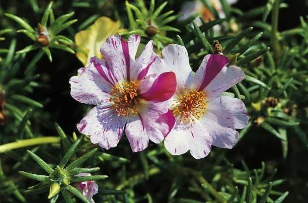 10 plantas pequenas para jardim (Foto: Getty Images)