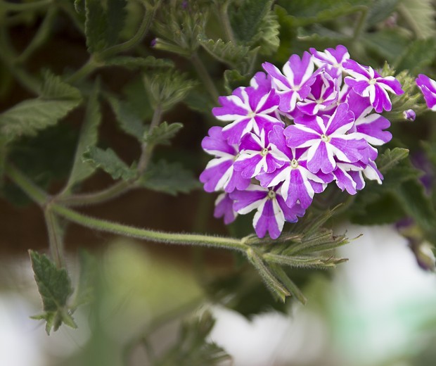 10 plantas pequenas para jardim (Foto: Getty Images)