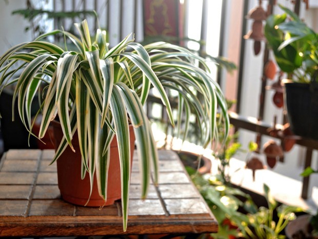 10 plantas pequenas para jardim (Foto: Getty Images)