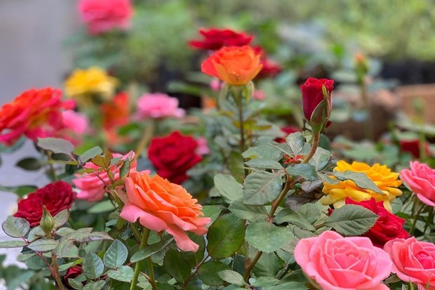 10 plantas pequenas para jardim (Foto: Reprodução/ Instagram/ @floresdomercado)