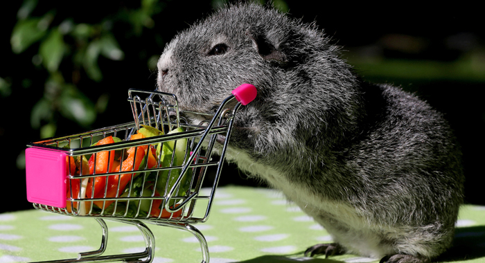 A guinea pig pushing a tiny shopping cart